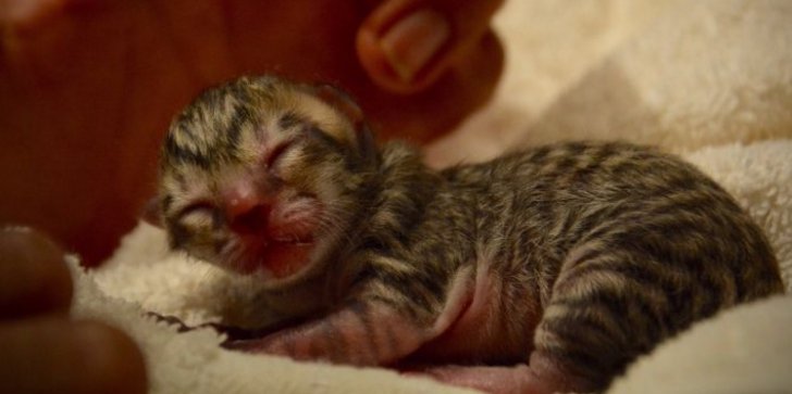 On his way home from work, a man observed a small animal on the sidewalk!