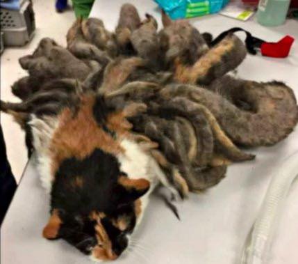 Police discovered an animal with the worst case of matted fur.