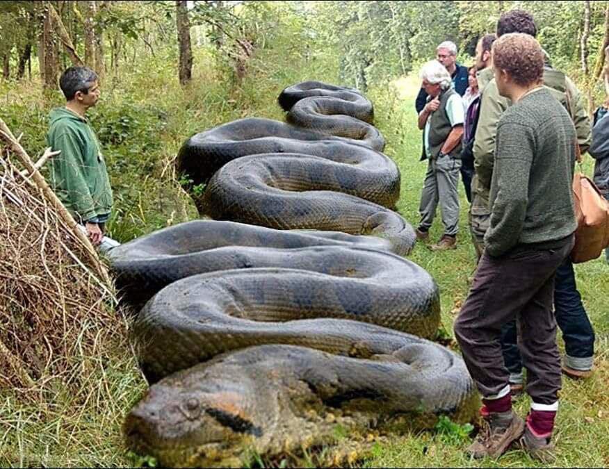 What a monster!’ A hiker discovered a massive snake along a South Carolina creek.