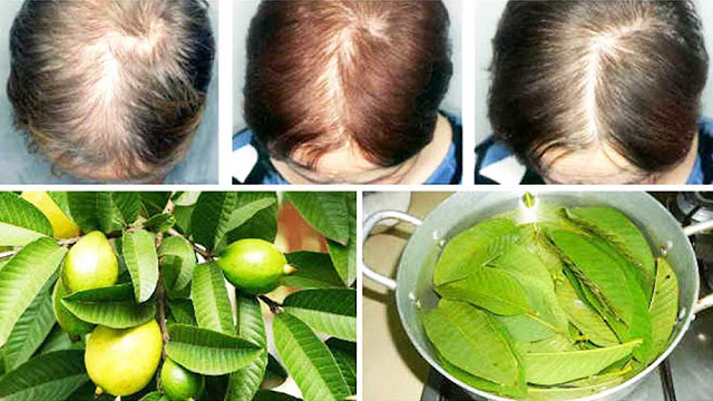 Guava Leaves Can 100% Stop Your Hair loss And Make It Grow Like Crazy