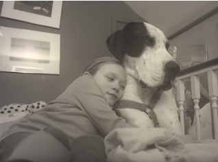 Huge service dog does everything for a small girl with a rare condition, and his family honors him with the “greatest day ever.”