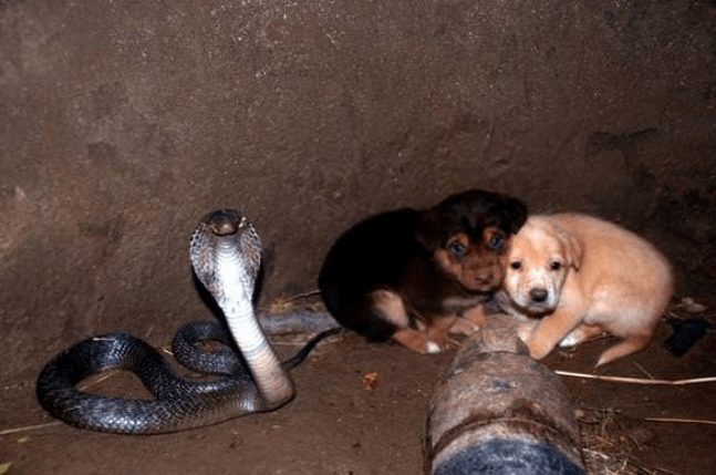 Two puppies are sucked into a pit by a cobra – Animal heroes are stunned 48 hours later.