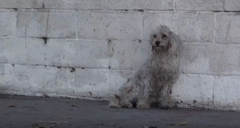 Everyone is moved to tears by the emotional response of the rescued homeless dog.