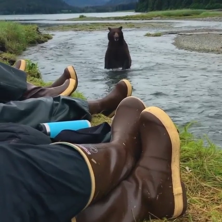 Big Bear in Alaska Passes by Hikers, but Nobody Seems to Care