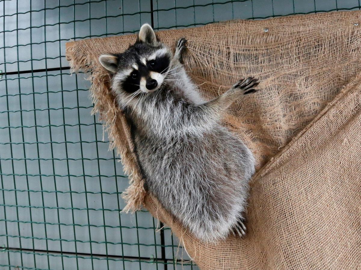 Baby Raccoon Taken to Maine Petco for Nail Trimming But Put to Death Due to Rabies Fears