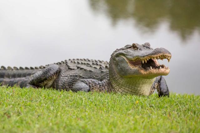 23-Year-Old Man Loses an Arm After Being Attacked by Alligator Near Pond Outside Florida Bar