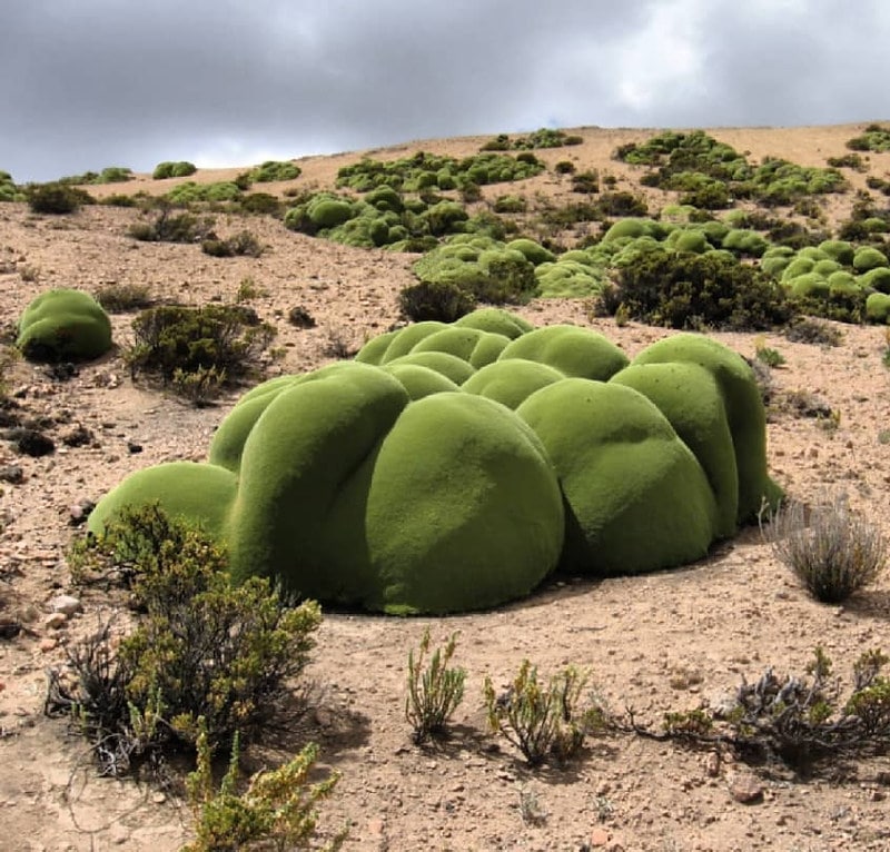 The Three Thousand Year Old Bush That Resembles a Giant Green Blob