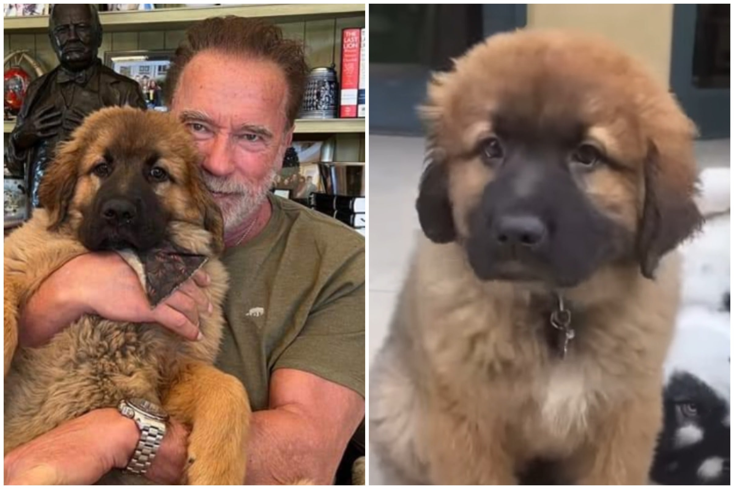 Despite his reputation as a tough guy in films like Terminator and Predator, actor Arnold Schwarzenegger has a soft spot for animals.Arnold Schwarzenegger has a cute pig as a pet: welcome Schnelly