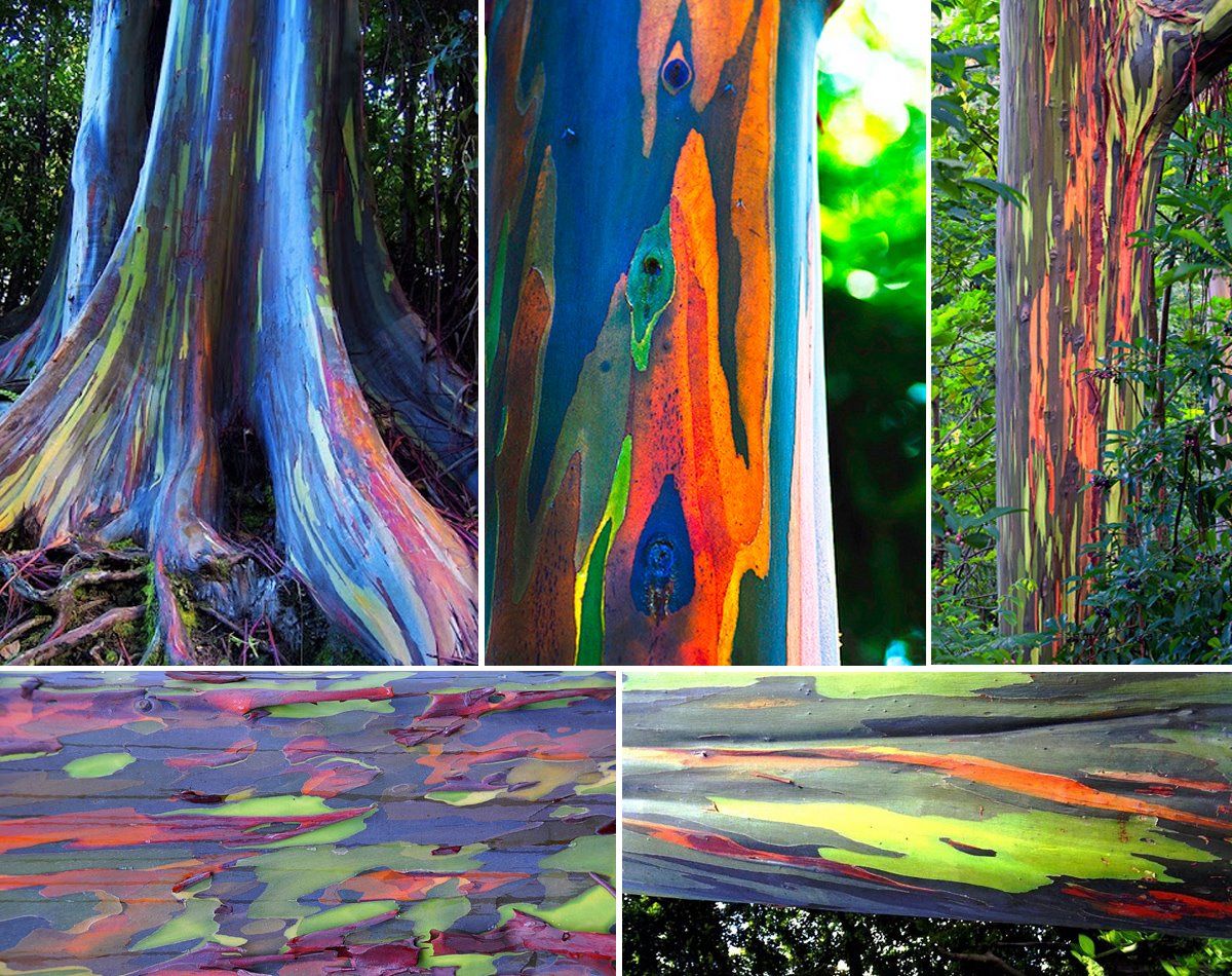 These Rainbow-Creating Exotic Trees