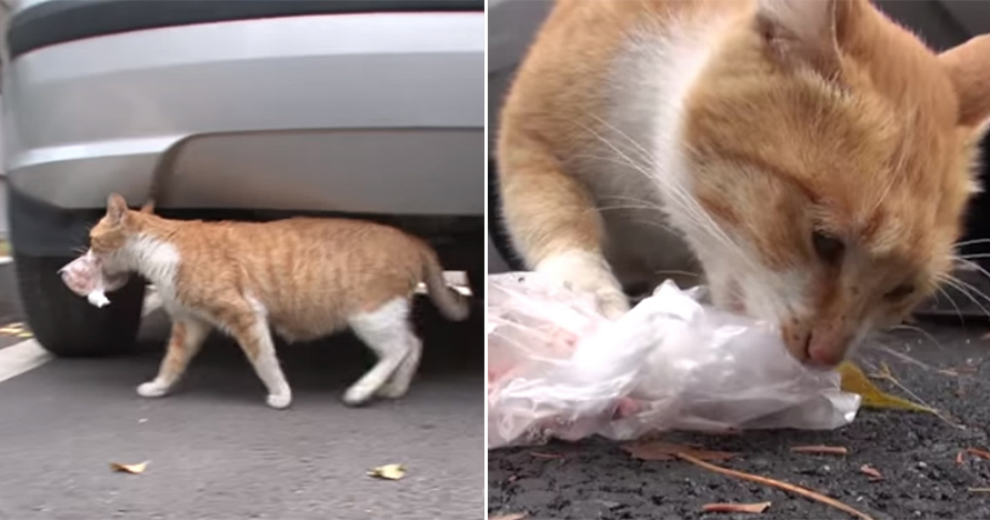 You’ll Cry When You Learn Why This Homeless Cat Would Only Eat From Bags