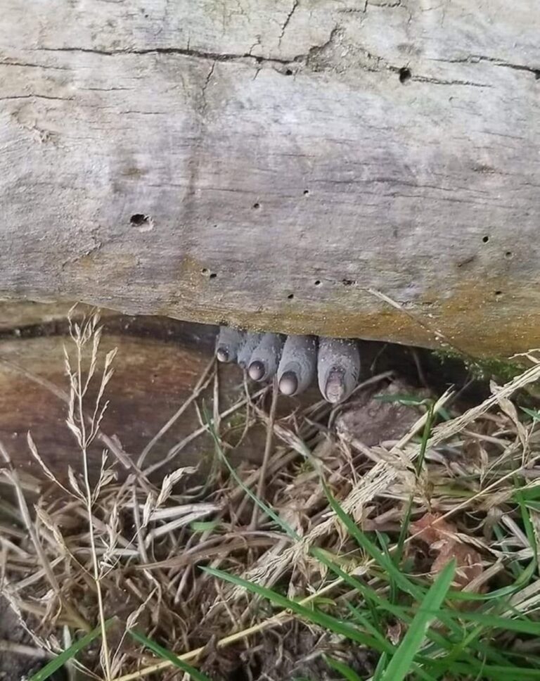 ‘Dead Man’s Fingers’ The appearance of fungus is unsettling.