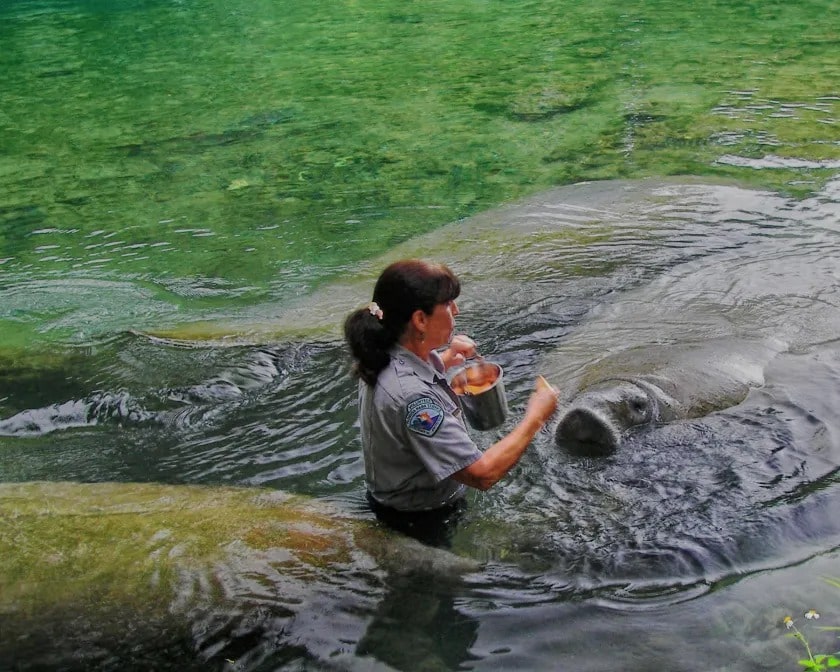 A viral image of manatees eating sweet potatoes has won many people’s hearts.