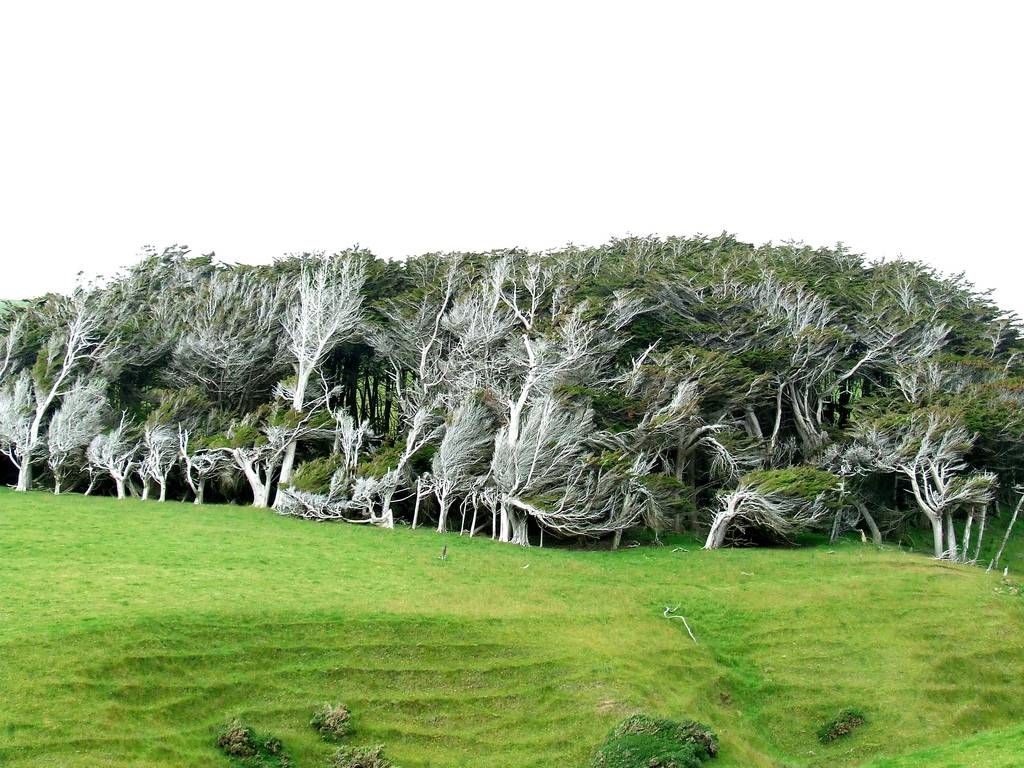 The Twisted Trees of Slope Point: A Strange and Gorgeous New Zealand Natural Wonder