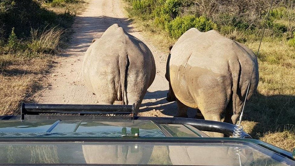 A pride of lions in a game reserve in South Africa eats rhino poachers alive.