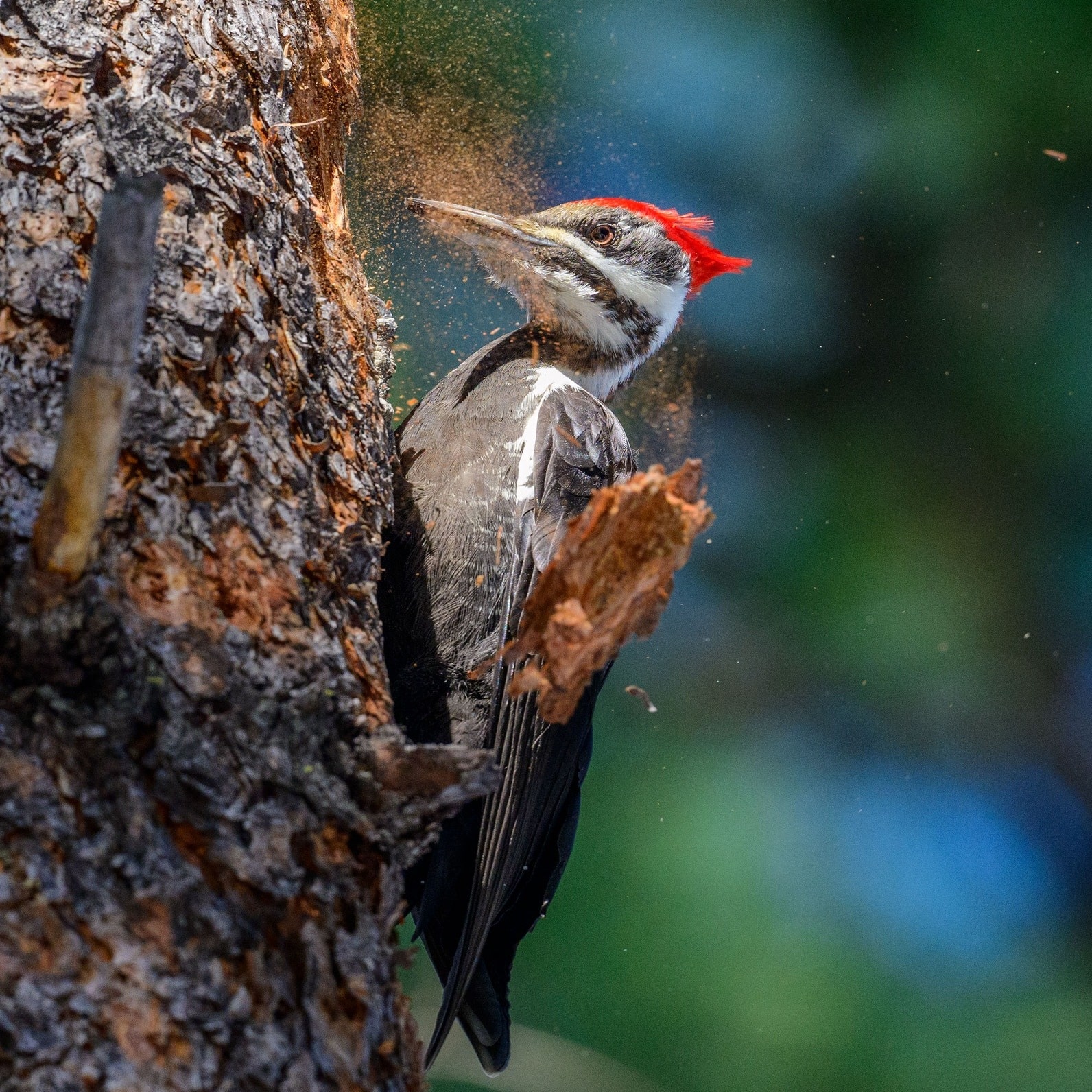 The Amazing Power of Woodpeckers to Prevent Brain Damage