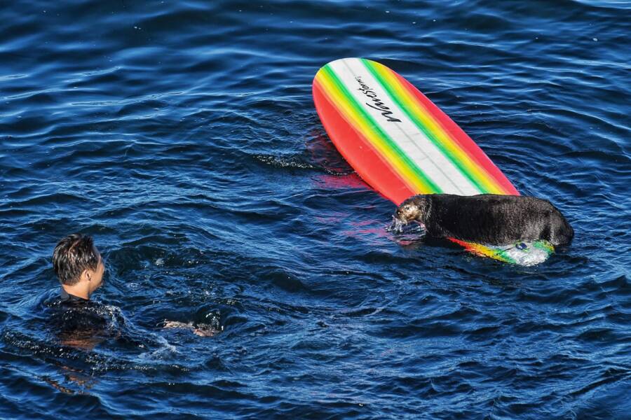 Experts have been perplexed by Otter 841’s peculiar otter behavior, which includes attacking surfers, stealing their boards, and riding the waves.