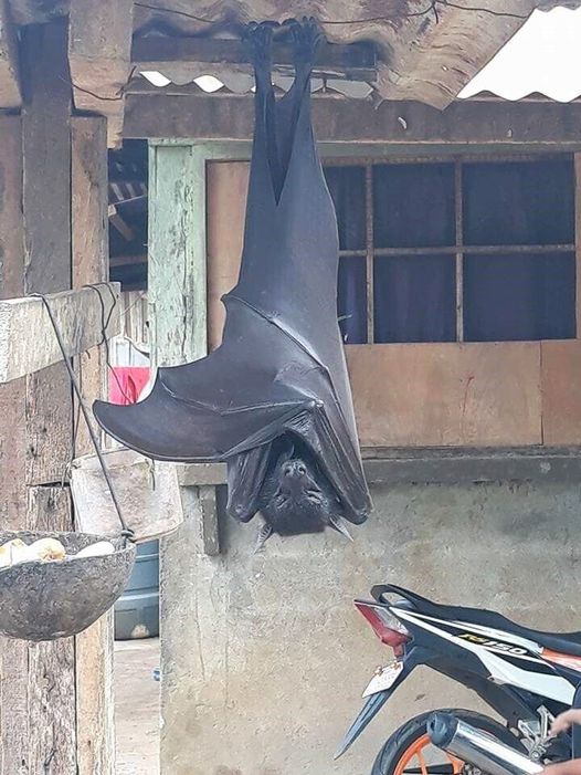 What is Our Worst Nightmare? The ‘Human-Sized’ Bat That’s Going Viral: What You Need to Know