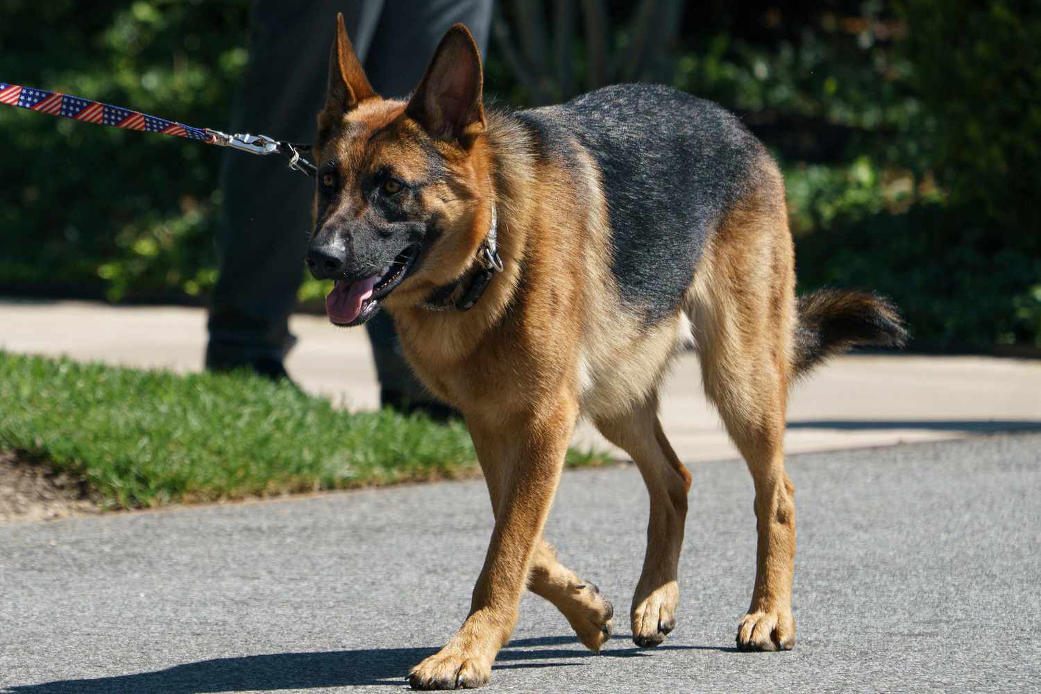 As the First Family seeks “additional training,” Biden’s dog is reportedly connected to ten incidents of biting.