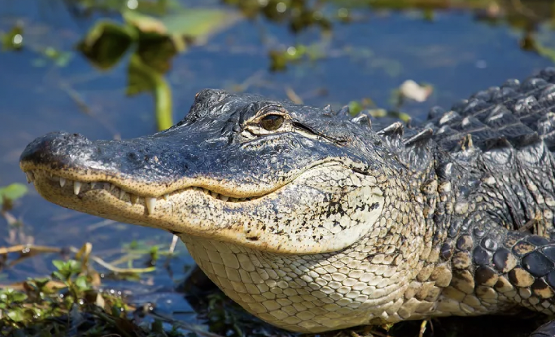 Man Bites by ‘Aggressive’ Alligator While Snorkeling in Florida Spring’s ‘Designated Swim Area’