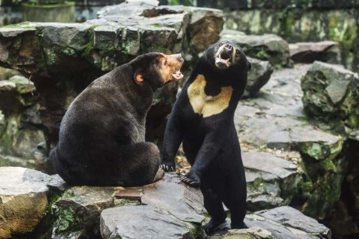 A viral video that allegedly originated on the Chinese social media site Weibo shows a black sun bear from the Hangzhou Zoo in Eastern China. Those who are interested in conspiracies have become curious after watching this video.