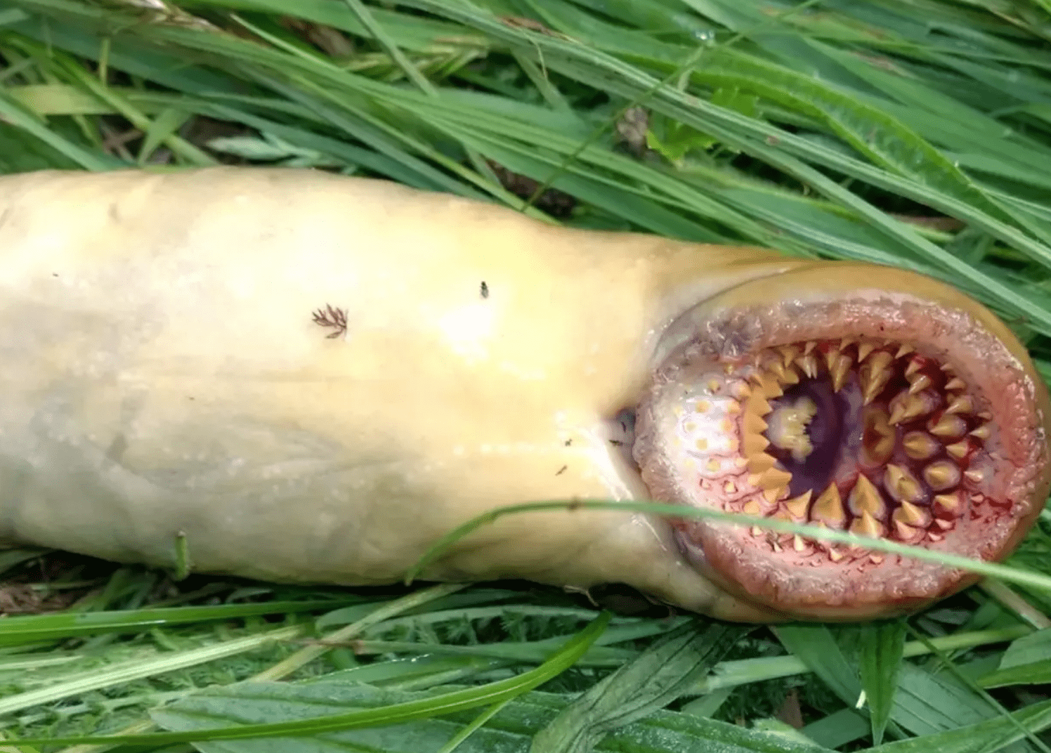 Unsettling creature found in UK river that “looks like it’s from the movie Teeth”