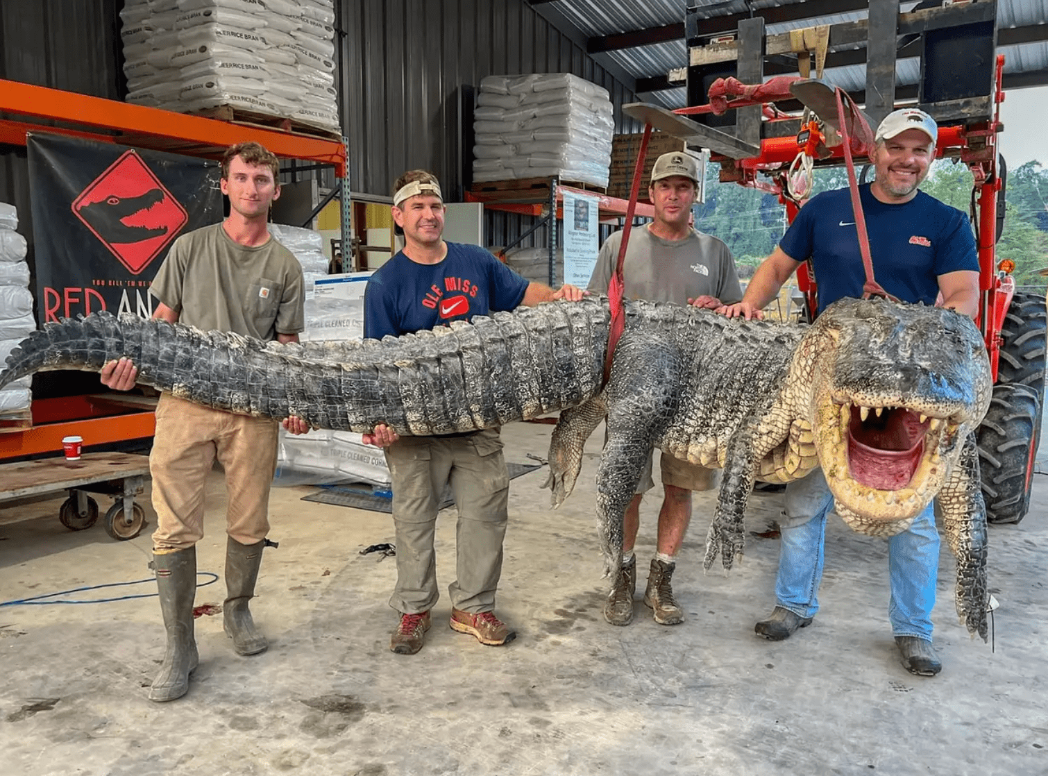 A huge alligator was caught over the weekend, setting a new state record.