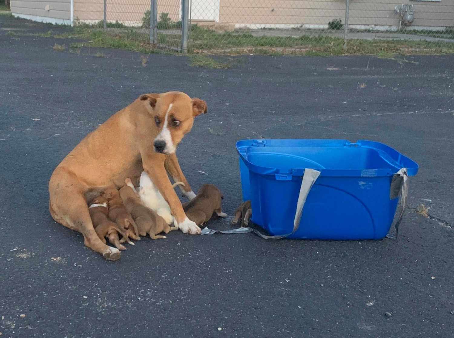 A Heartwarming Story: 69-Year-Old Retiree Rescues Abandoned Dog and Her Puppies