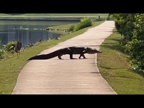 Beware of Alligators: A Brave Encounter at Texas’ Huntsville State Park