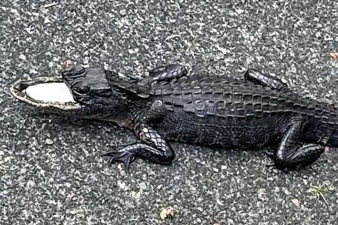 Alligator in Florida Spotted with Missing Jaw: Astonishing Discovery