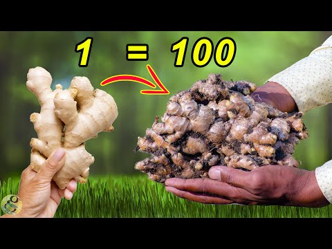 Secrets for Growing Ginger at Home