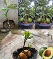 6 Tips for Growing Avocado in a Pot and for it to bear fruit