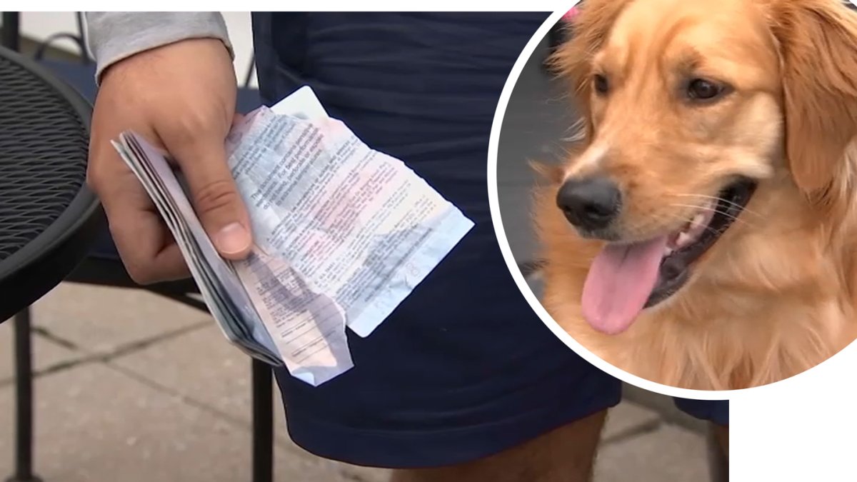 Boston Couple’s Italian Wedding Saved Despite Dog Eating Groom’s Passport