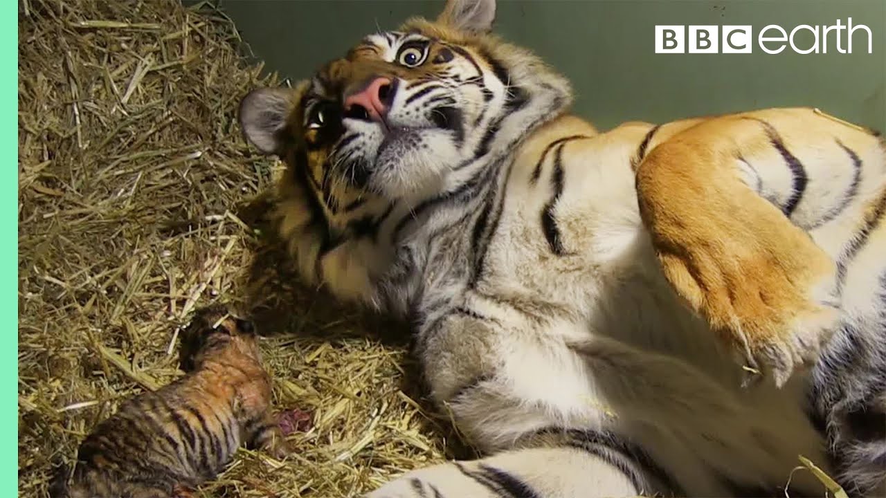 Amazing Moment: Tiger Mom Gives Birth to Cubs