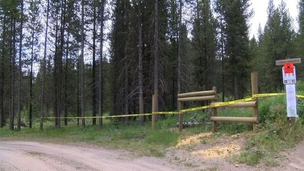 Grizzly Bear Euthanized for Breaking into House with Cub