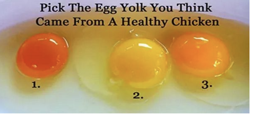 Tips for Choosing Quality Eggs