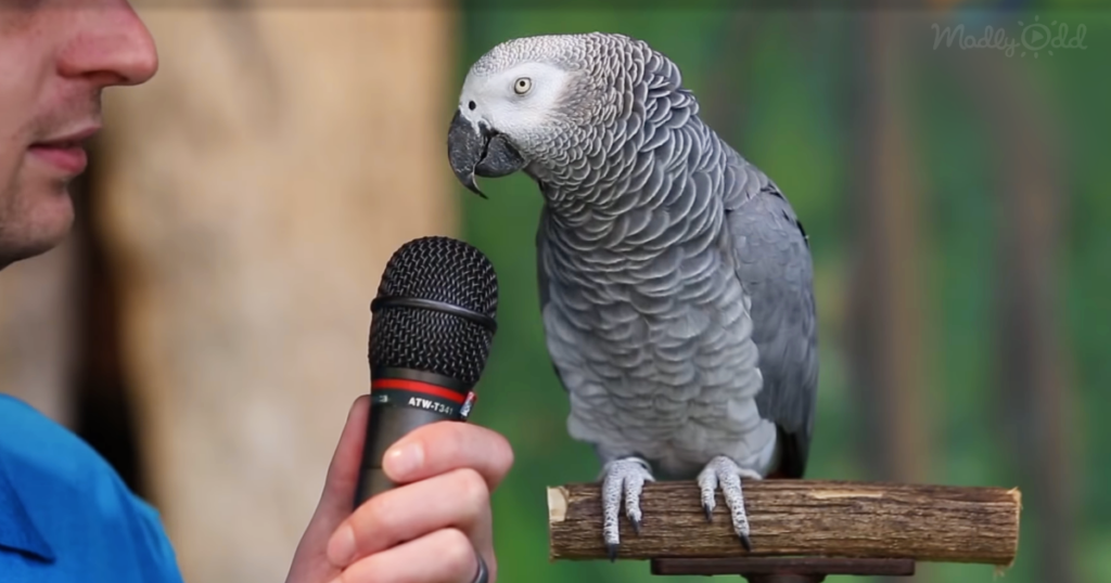 Parrot Is Asked How He Views Himself